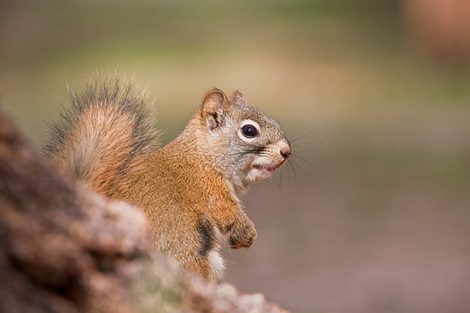 American_Red_Squirrel_9726.jpg