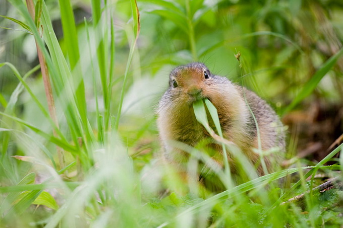 American_Red_Squirrel_9727.jpg