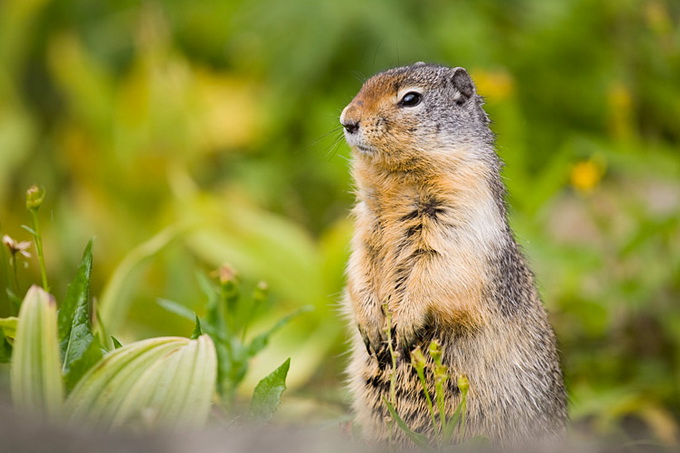 American_Red_Squirrel_9728.jpg