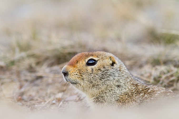 American_Red_Squirrel_9729.jpg