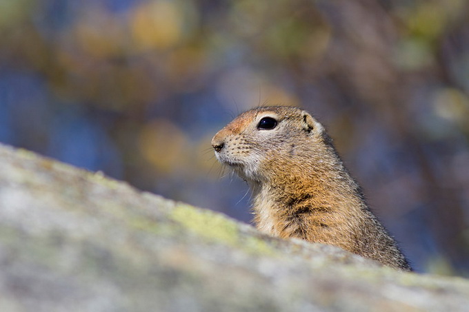 American_Red_Squirrel_9753.jpg