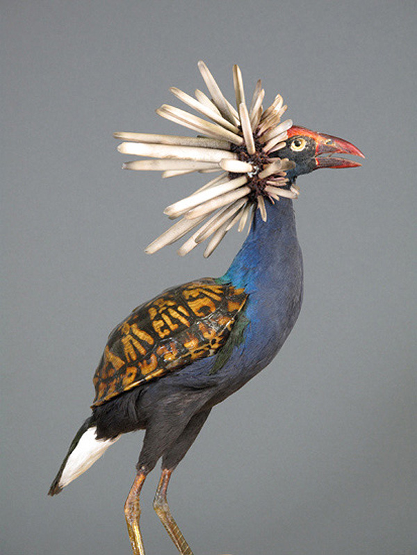 Enrique-Gomez-de-Molina-Taxidermy-Hybrids-5.jpg