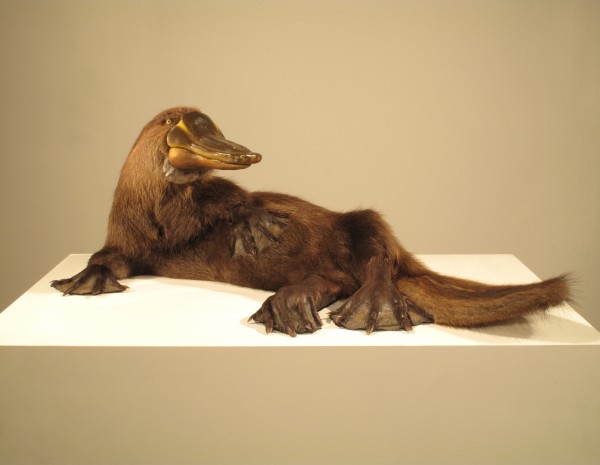 Enrique-Gomez-de-Molina-Taxidermy-Hybrids-6-600x465.jpg