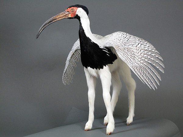 Enrique-Gomez-de-Molina-Taxidermy-Hybrids-9.jpg