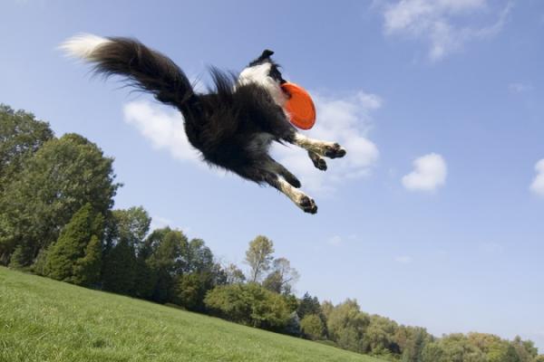 10bigstockFlyingDog3792584jpg.img_assist_custom-600x400.jpg