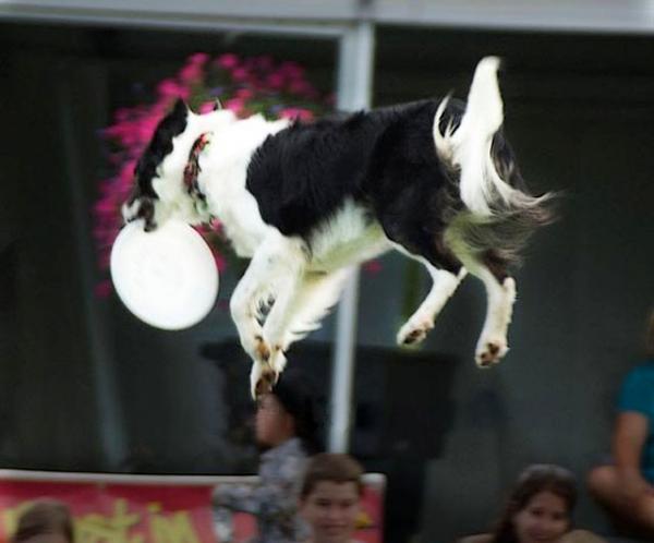 12Flying-Dog-sqjpg.img_assist_custom-600x498.jpg