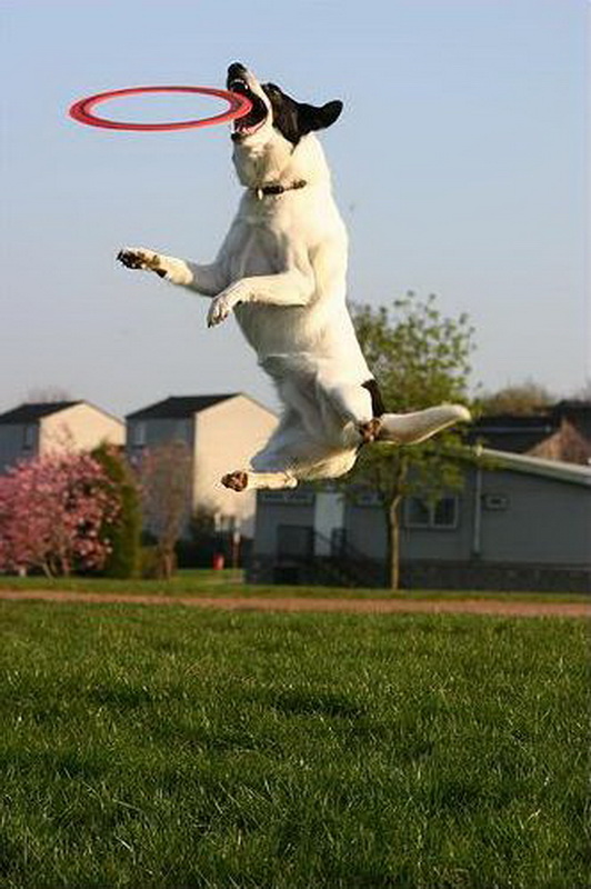 2terrier-jumpingjpg_1.jpeg