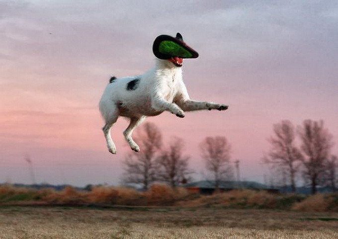 3terrier-jumpingjpg.jpg