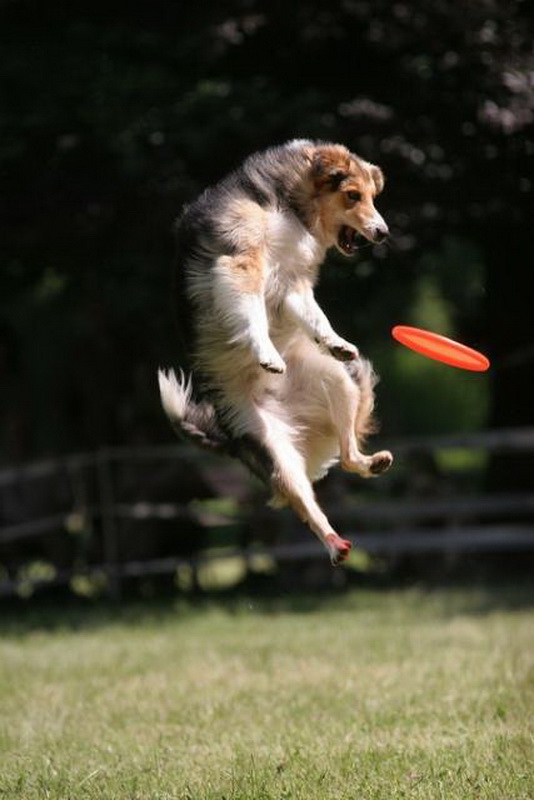 4terrier-jumpingjpg.jpg