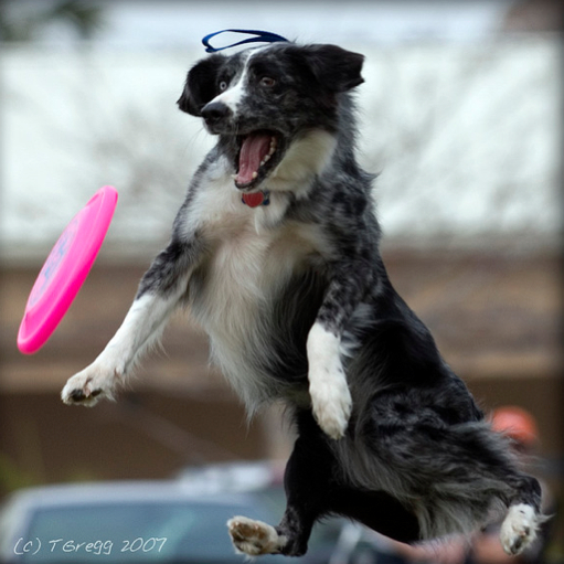 dog-frisbeejpg.jpeg