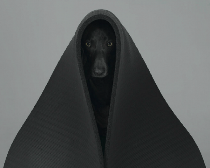 william-wegman-dog-portraits-4.png