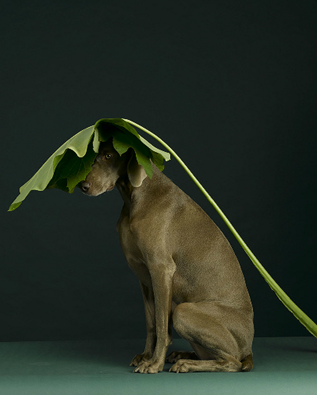 william-wegman-dog-portraits-6.png