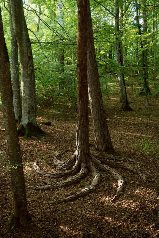 andygoldsworthy27.jpg