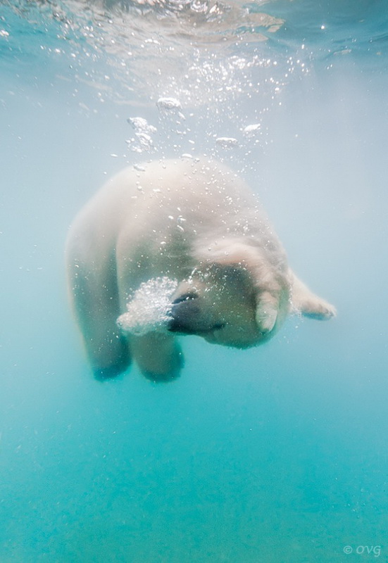 polarbear0.jpg