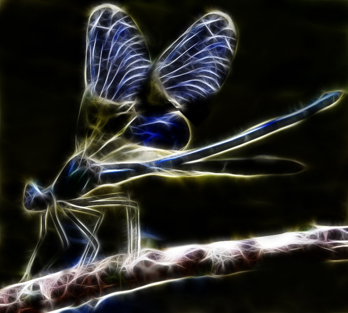 fractal_dragonfly_by_minimoo64-d3b561w.jpg