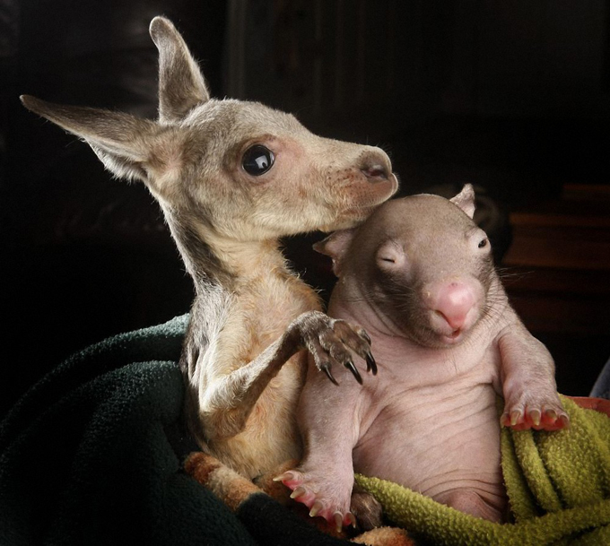 WombatKangaroo03.jpg