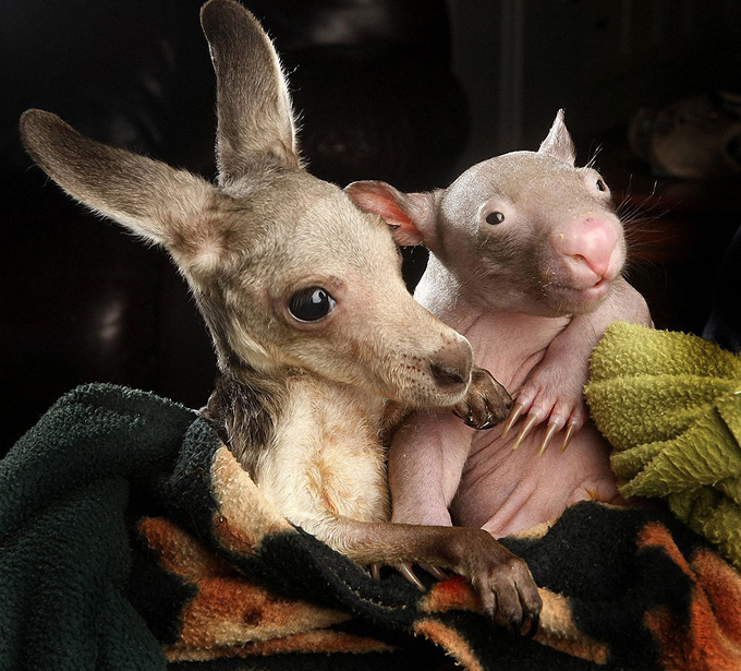 WombatKangaroo06.jpg