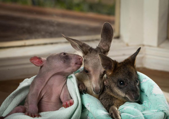 WombatKangaroo10.jpg