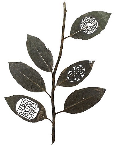 rama-i-30-cm-x-21-cm-species-ilex-aquifolium.jpg