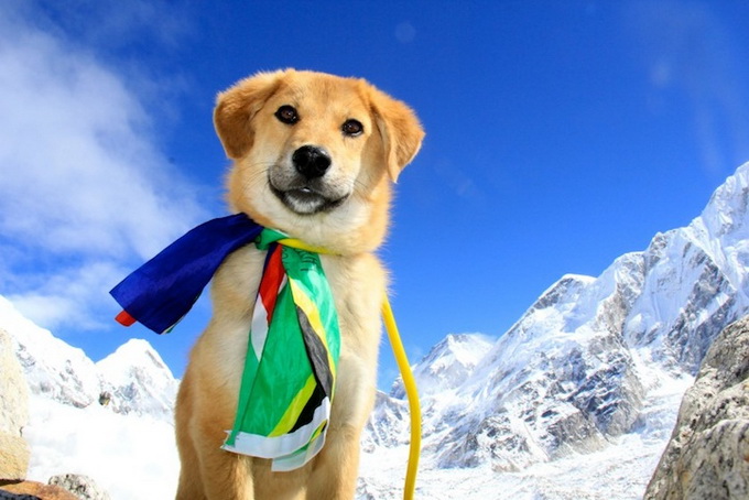 dogmounteverest10.jpg