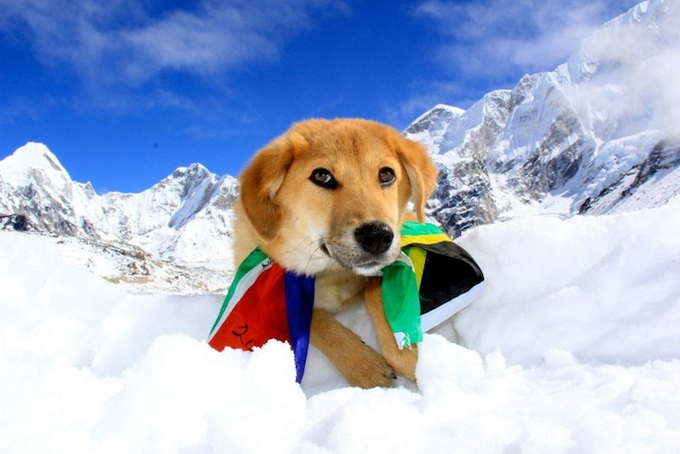 dogmounteverest2.jpg