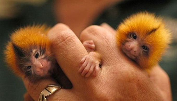 tinyanimalsonfingers_11.jpg