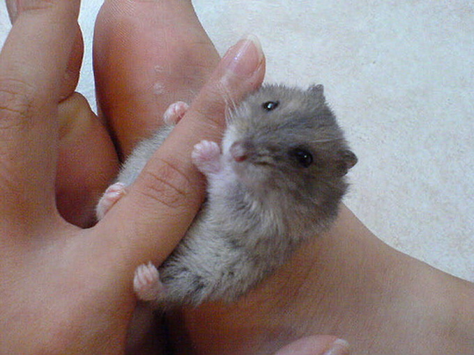 tinyanimalsonfingers_13.jpg