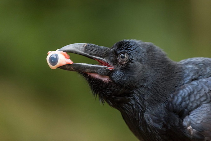 naturfotograf2014-5.jpeg