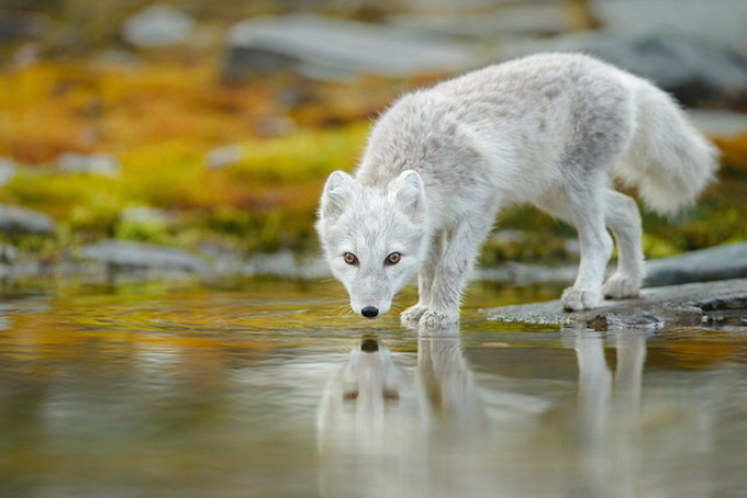 naturfotograf2014-7.jpeg