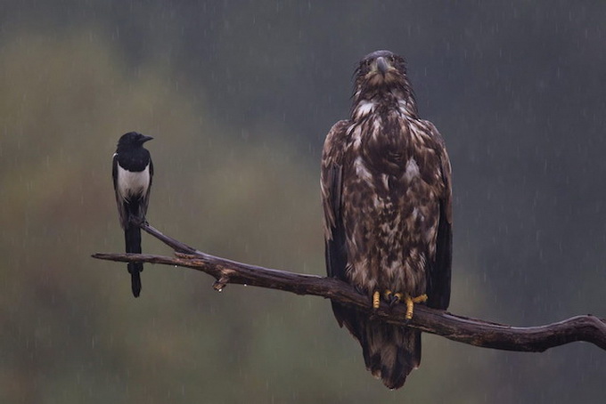 naturfotograf2014-8.jpeg