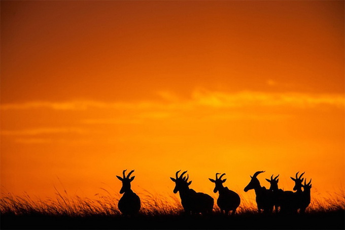 sunsetmasaimara-_17.jpg