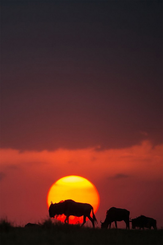 sunsetmasaimara-_19.jpg