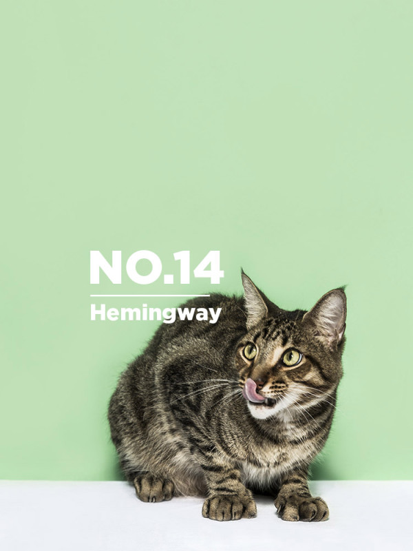 Ernest-Hemingway-cats-photo-henry-Hargreaves-2-600_12.jpg