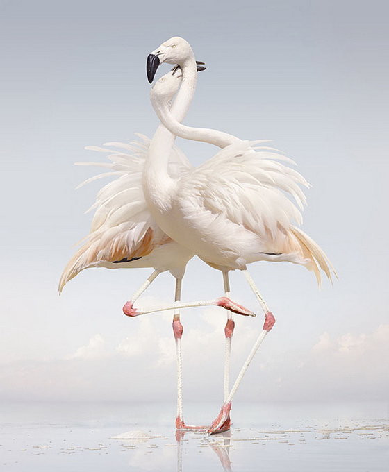 SimenJohan09.jpg