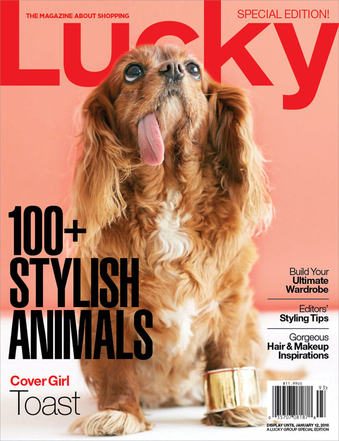 toast-dog-lucky-cover-2015.jpg