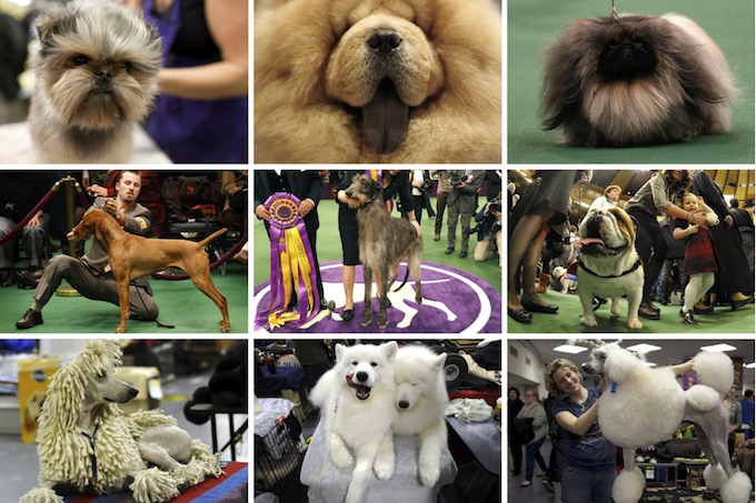 Вестминстерское дог-шоу в Нью-Йорке - Westminster Kennel Club Dog Show 2011